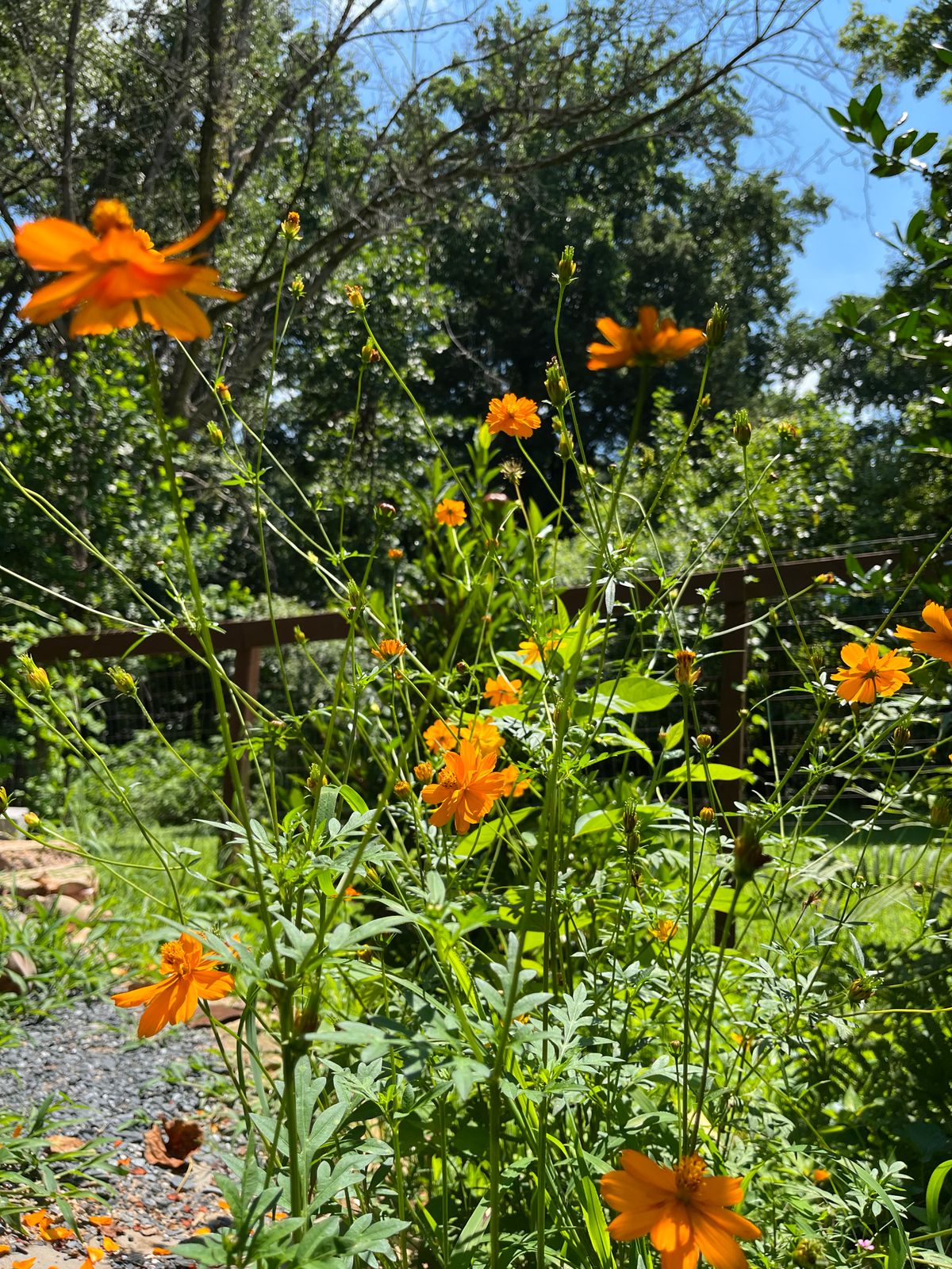 Cosmos flowers growing tall along a treed, blue sky.