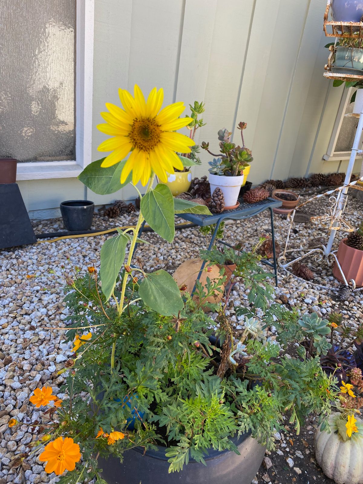 Cosmos growing in a pot with a tall sunflower