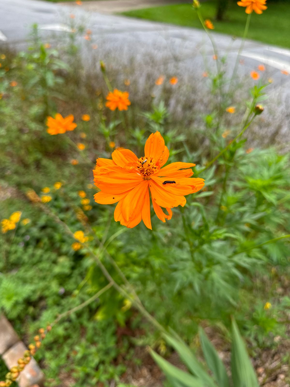 Cosmos growing in my front yard