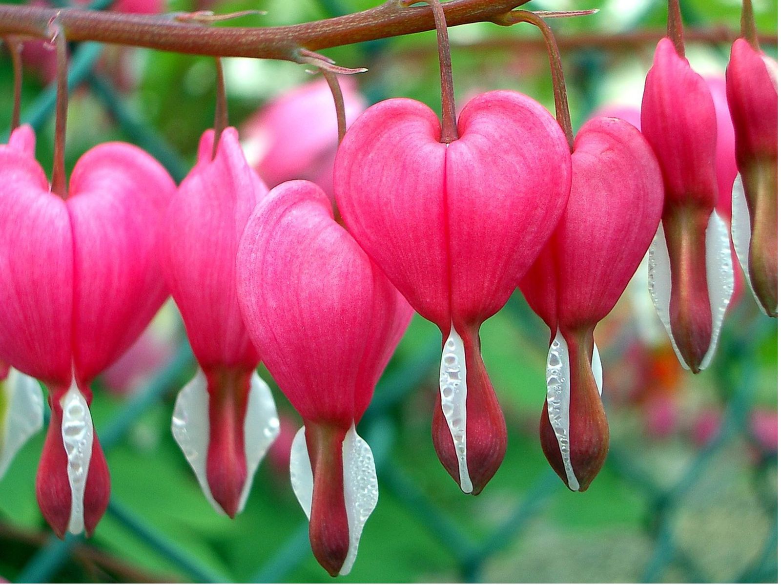 Bhakti Yoga for the modern world