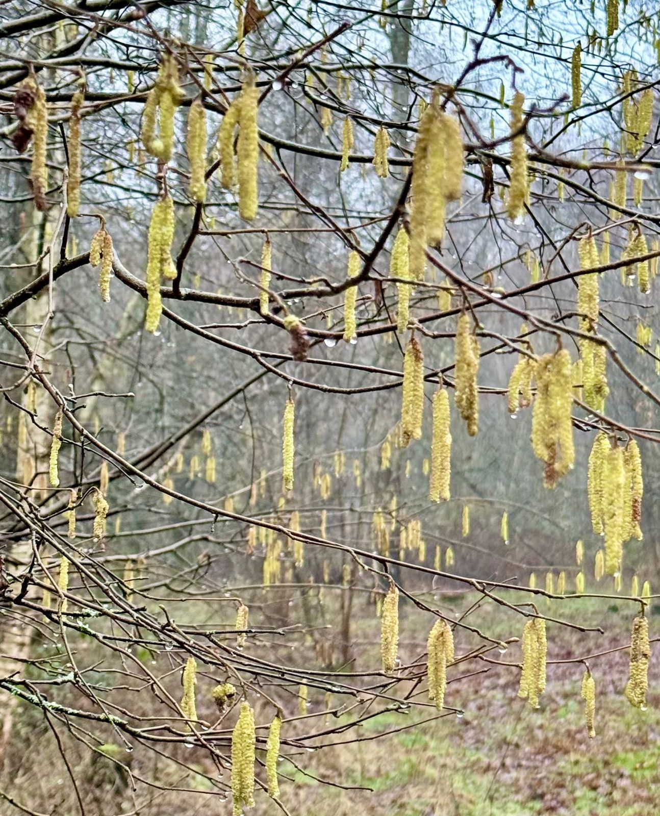 Catkins in the Raid