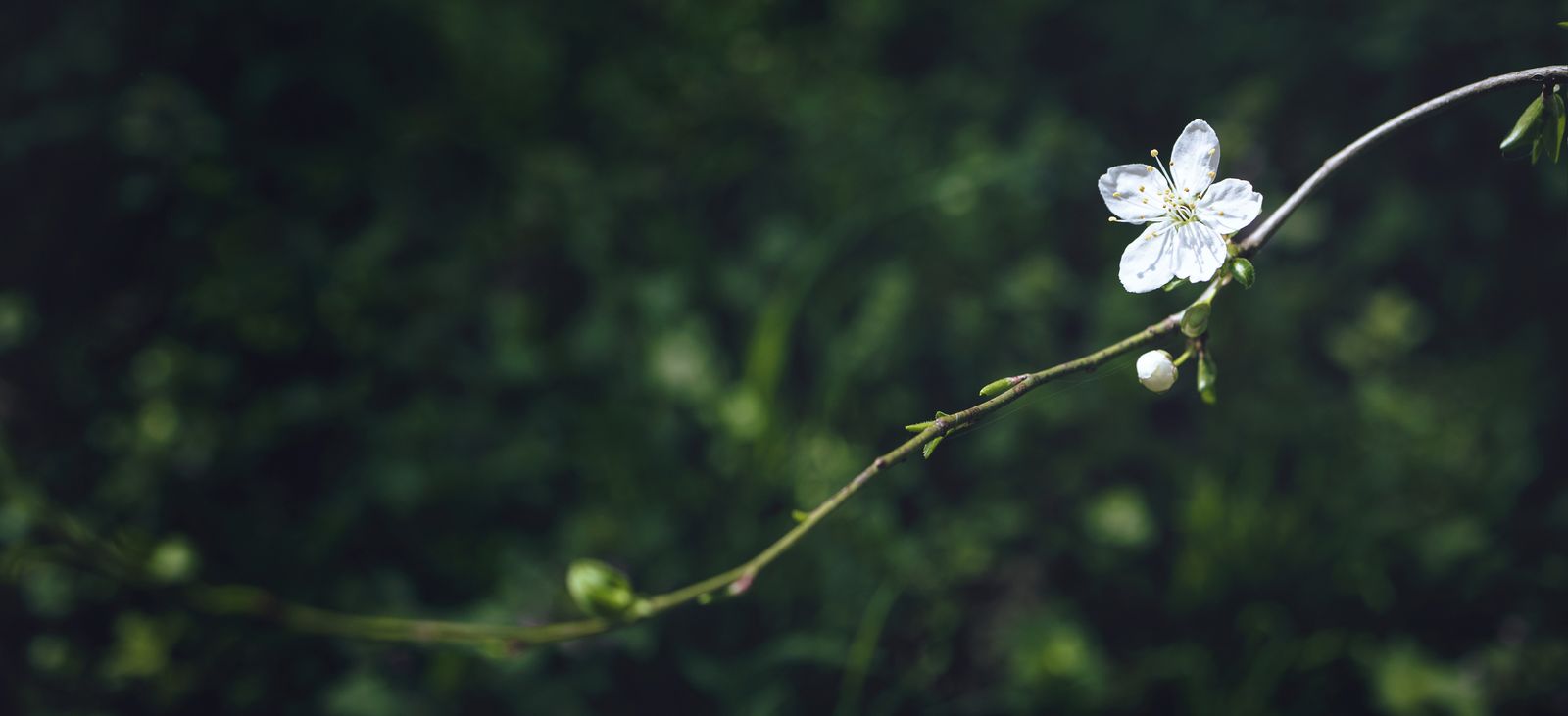 cherry tree flower blossom