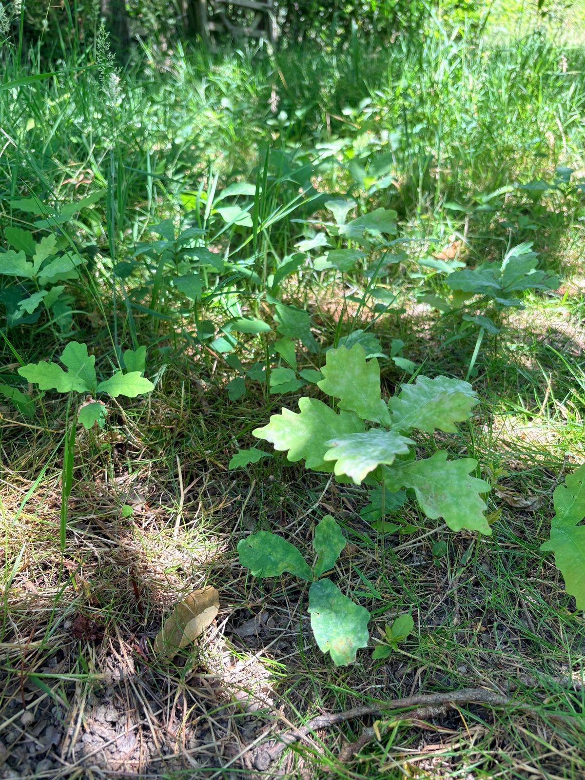 baby oak trees