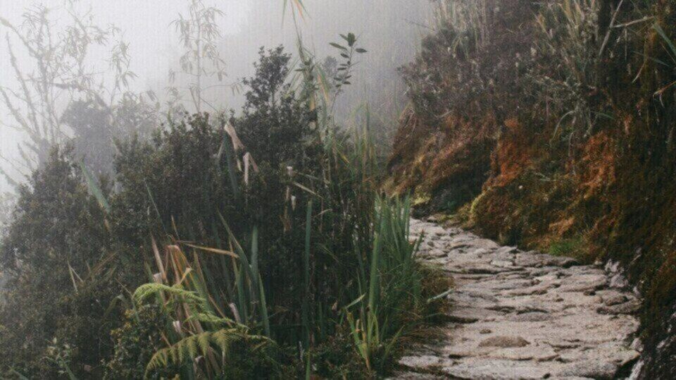 Stone path through nature on a foggy day.
