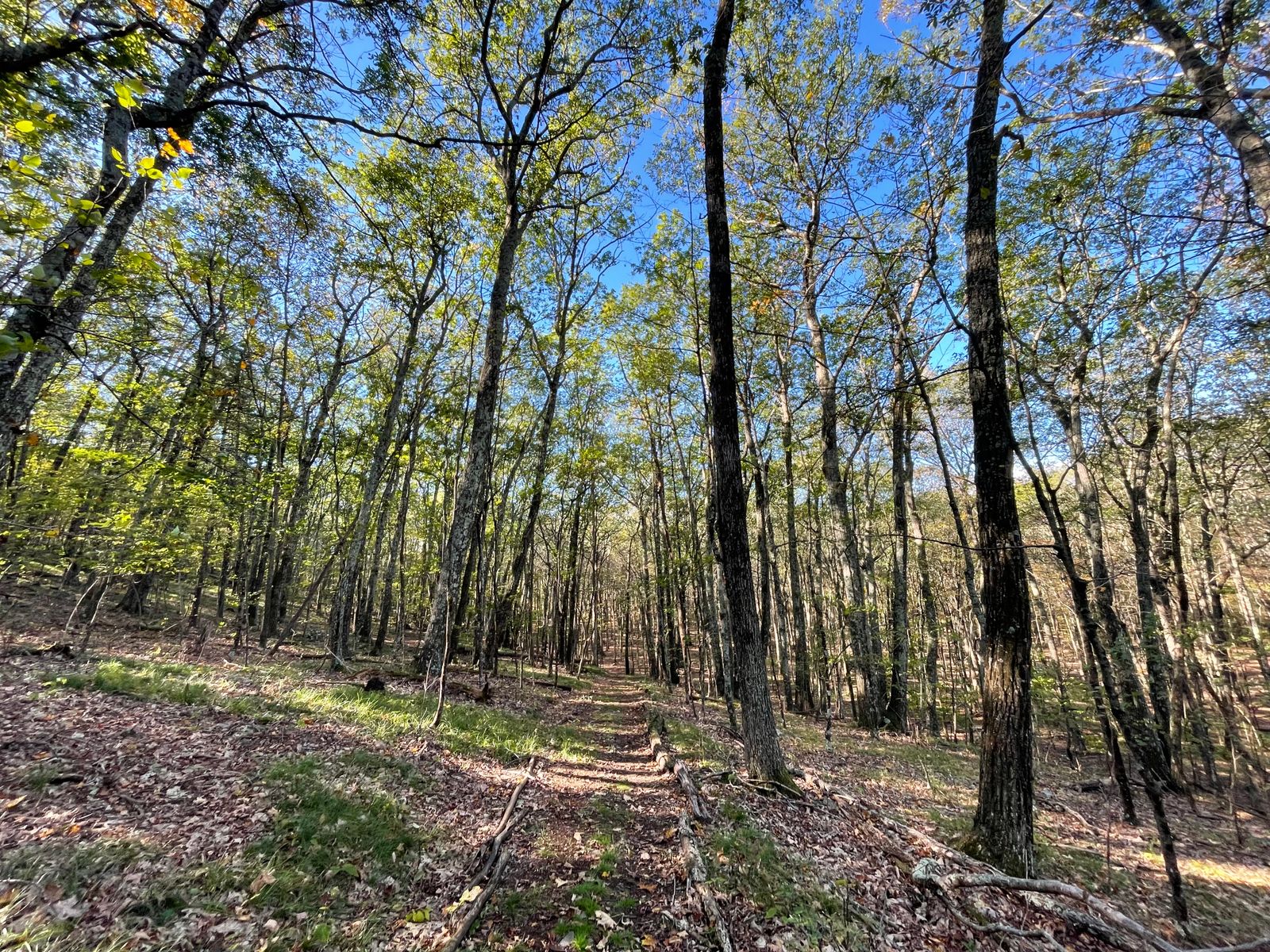 Join certified forest therapy guide Beth Rennig for a guided forest bathing walk at Piaule Catskill NY.