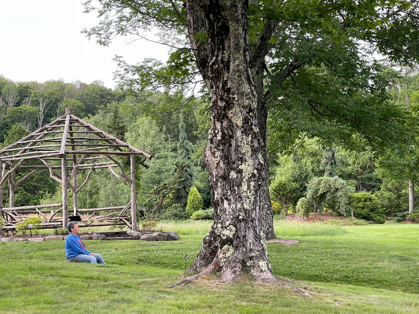 Register with the Mountaintop Arboretum for a guided forest bathing walk with certified forest therapy guide Beth Rennig