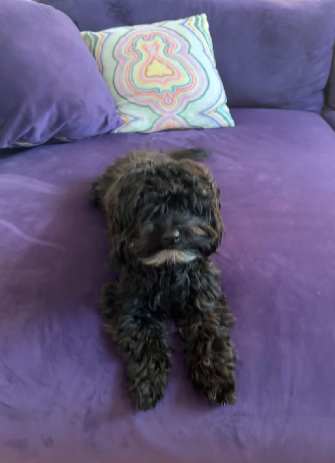 Yorkipoo on a purple couch