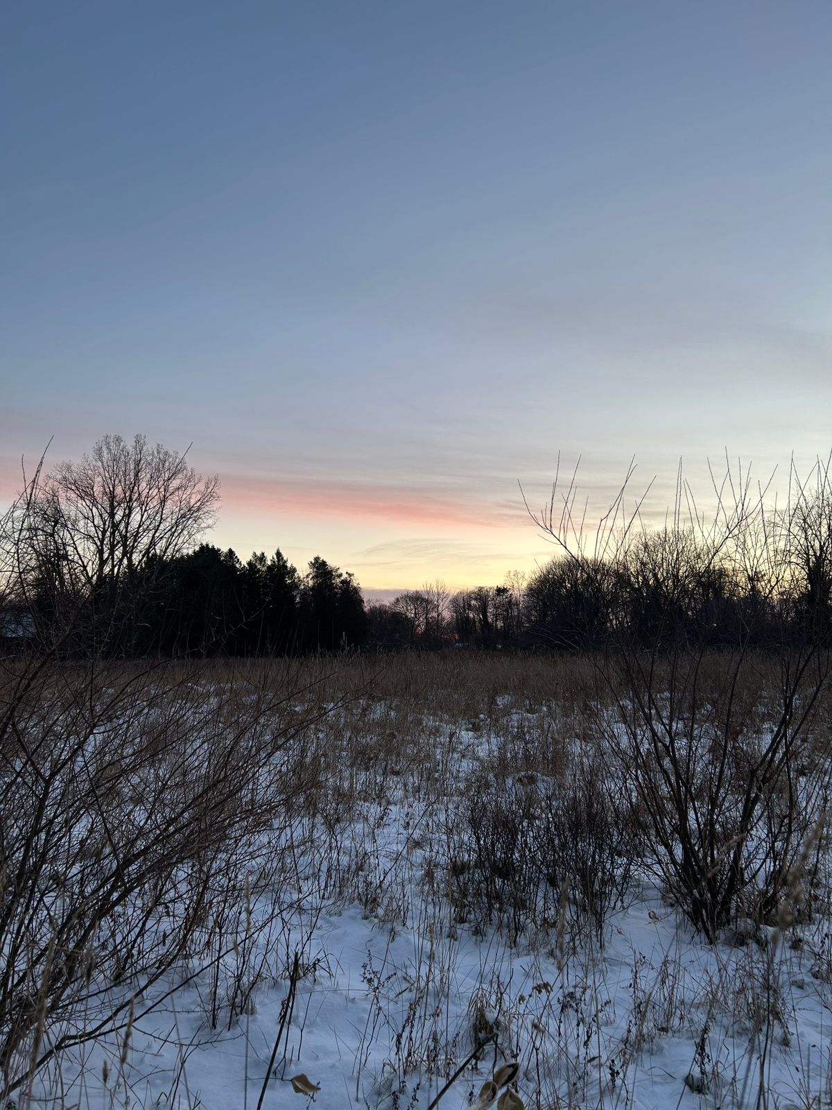 A field at sunset; foreground of weeds & grasses peeking up through a carpet of snow. Trees silhouetted against a cotton candy sky.