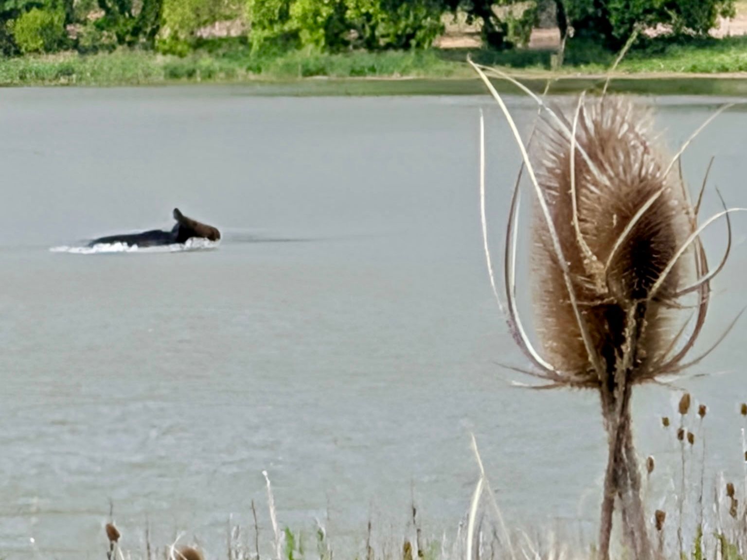 A moose swimming across the river at Maple Grove Hot Springs. A reminder that life often reveals its most beautiful moments when we slow down enough to notice.