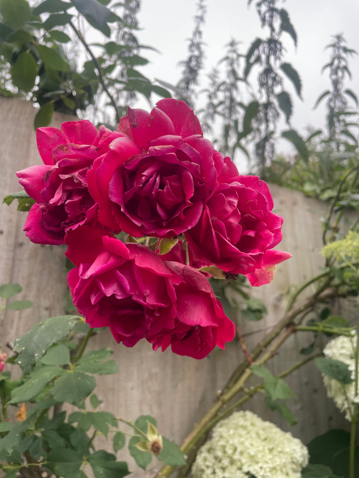 Rose flower