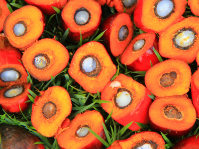 Aceite de palma colombiano: exportar a Europa sin deforestación ya no es opcional