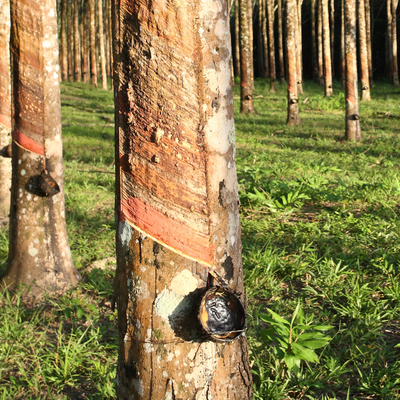 árbol de caucho