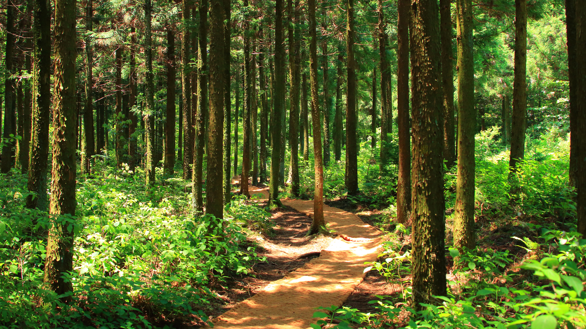 bosque