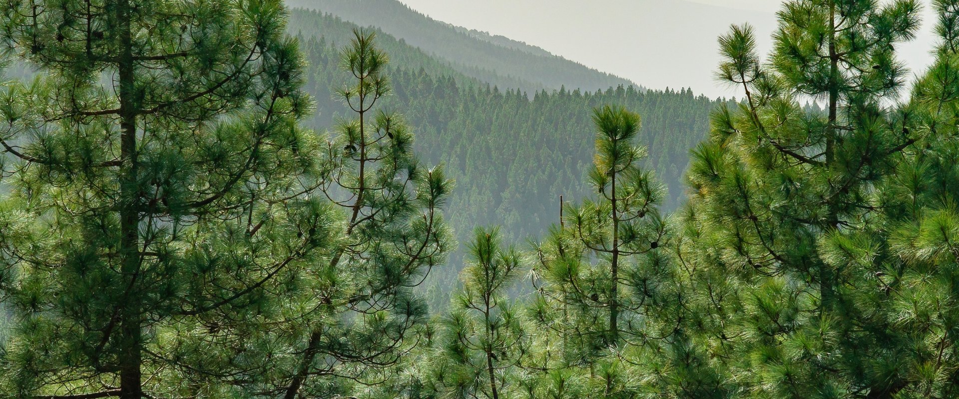 bosque_pacto_verde