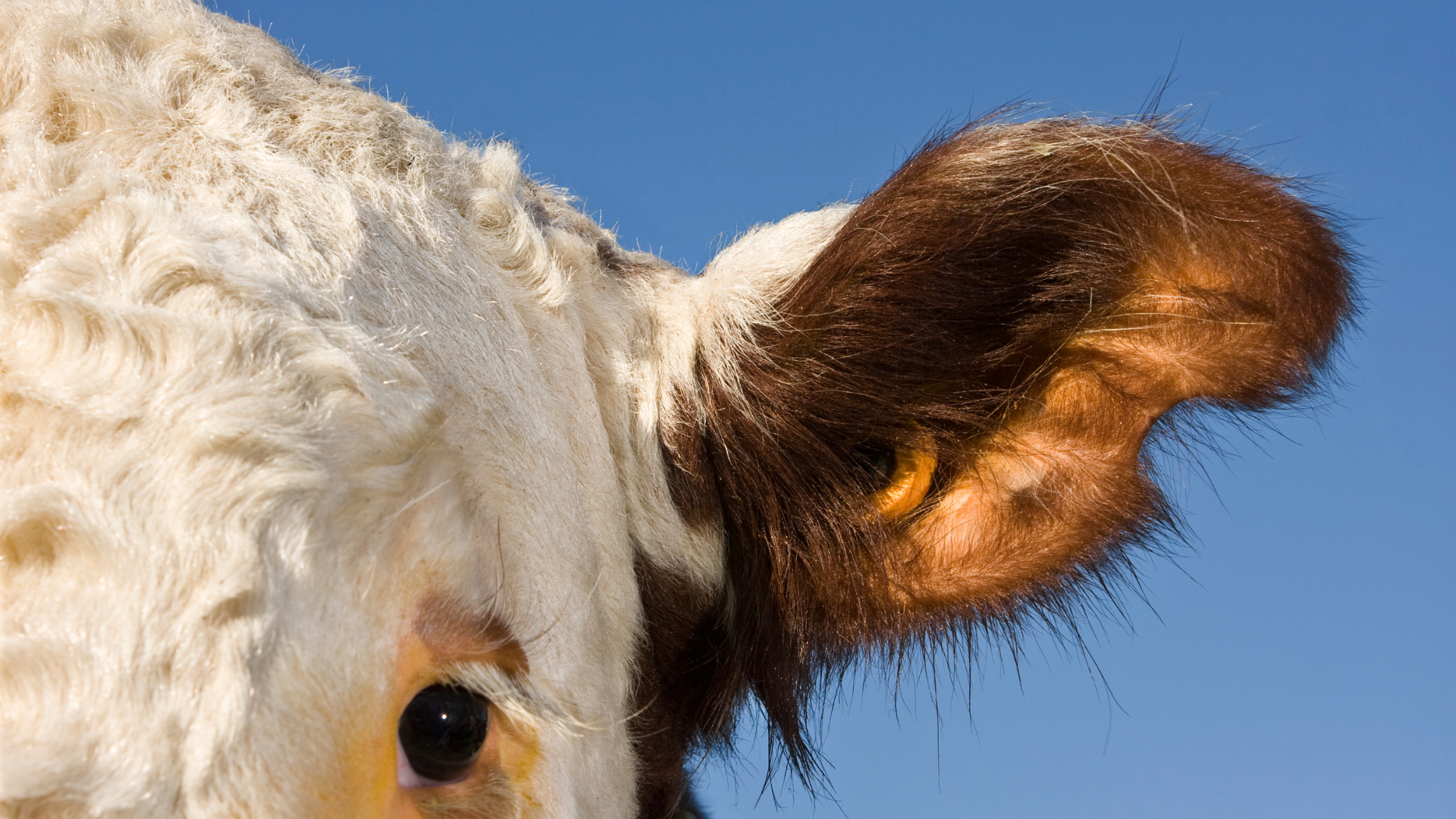 Ganado bovino y carne: Guatemala frente a los nuevos requisitos de sostenibilidad europeos