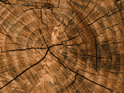 madera #1