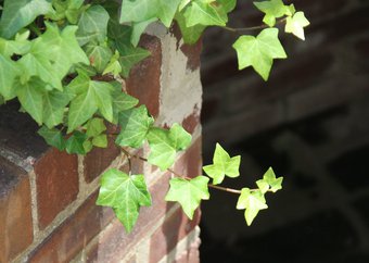 Ivy growing on top of a brick wall