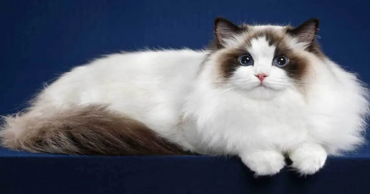 Giống mèo Ragdoll