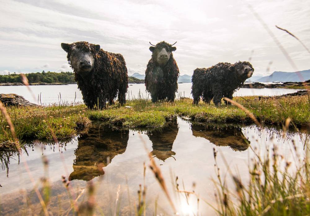 Iconic Cattle of Scotland - The Highland Cow — Darach Social Croft