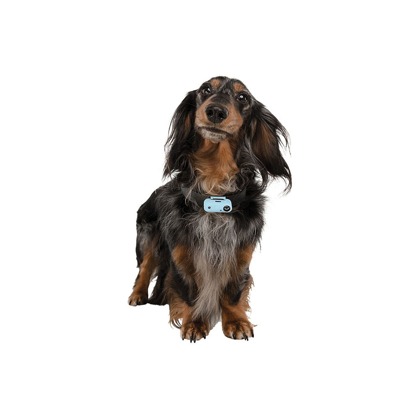 Ticless dog a