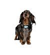 Ticless dog a