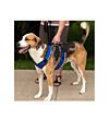 Petsafe easy sport harnas blauw jpg er