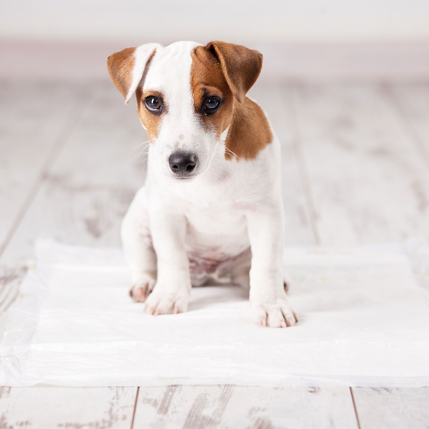 pup op de trainingmat voor zindelijkheidstraining