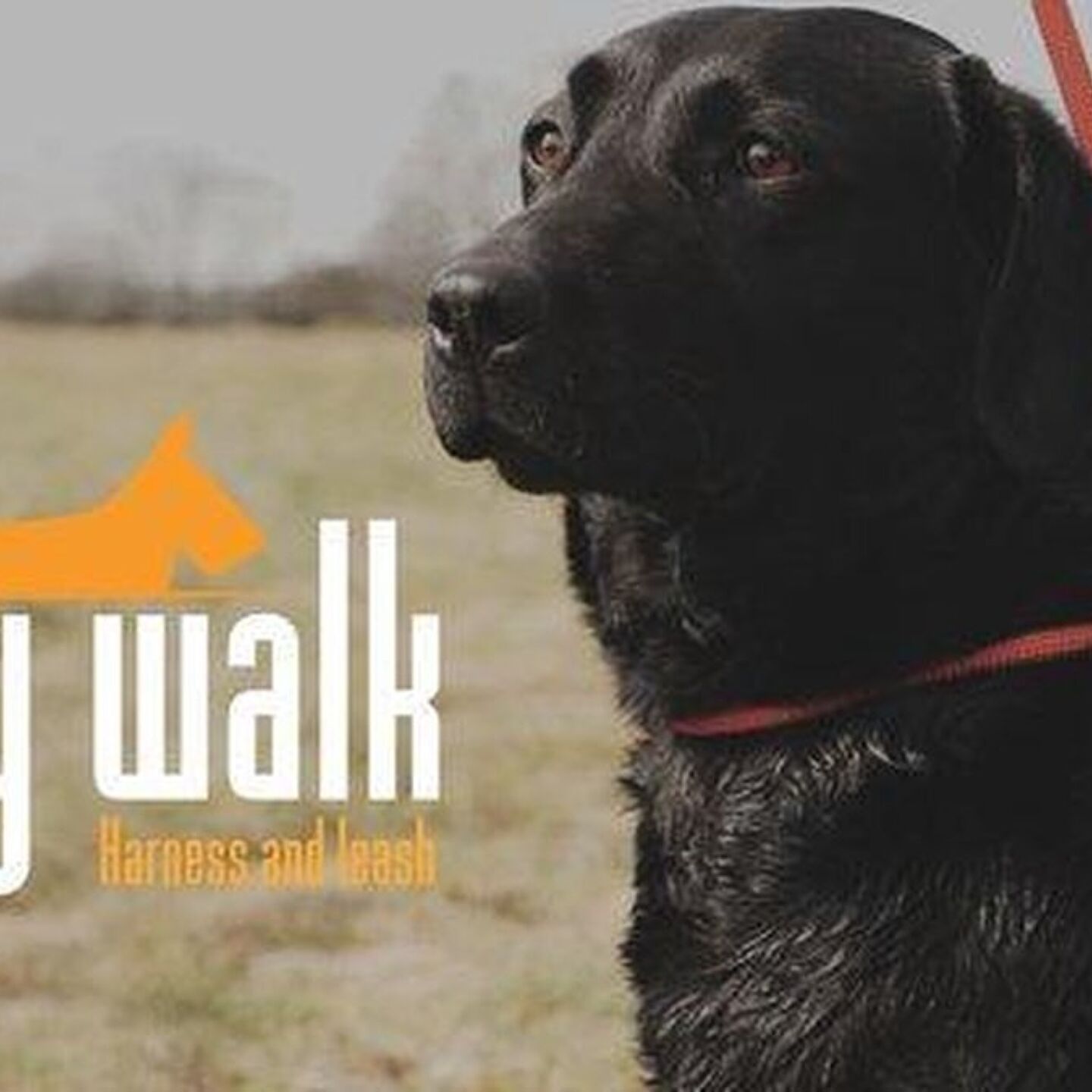 Ani easywalk rr