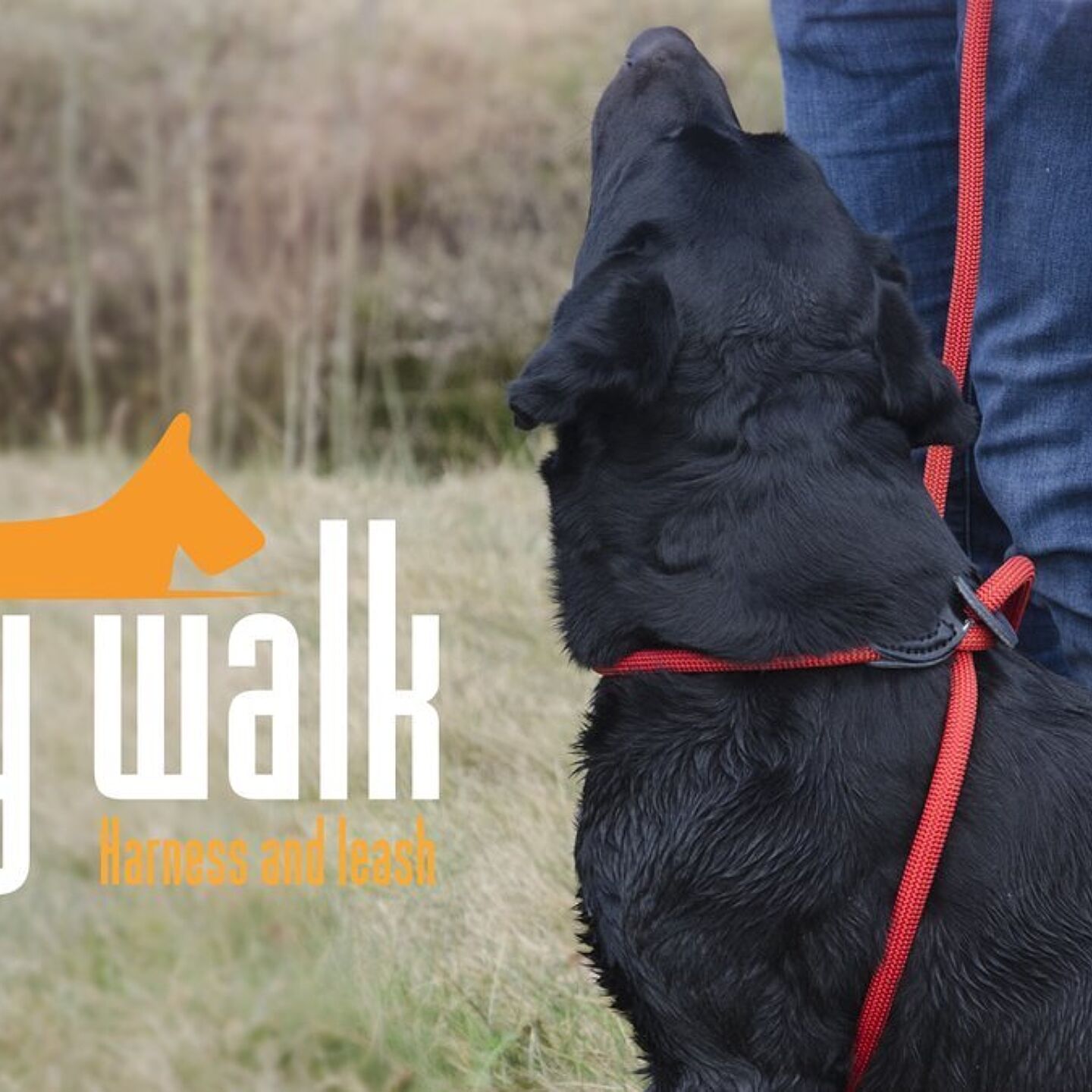 Ani easy walk aa