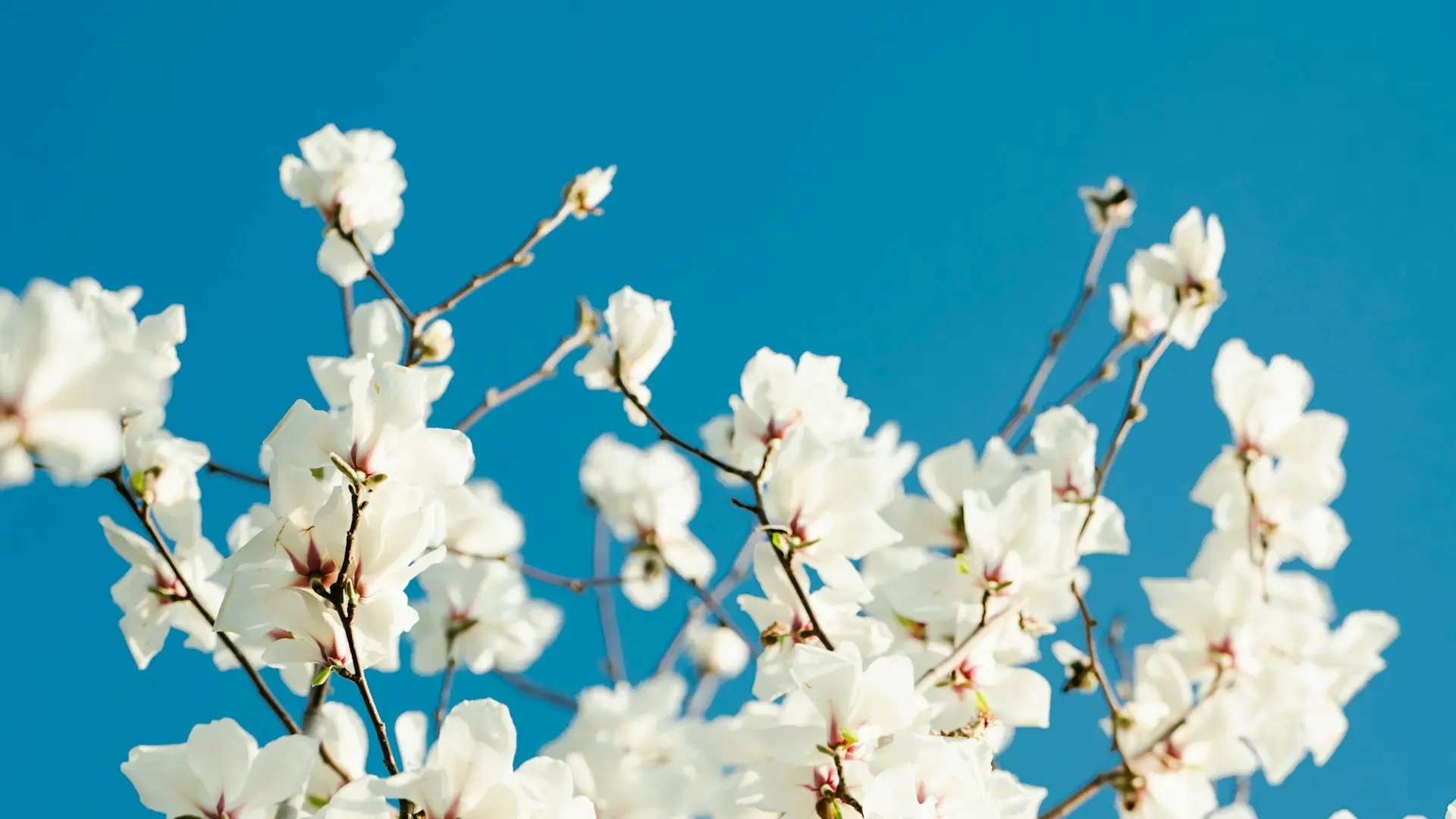 How Algorithms Evolve: From Naïve to Optimized