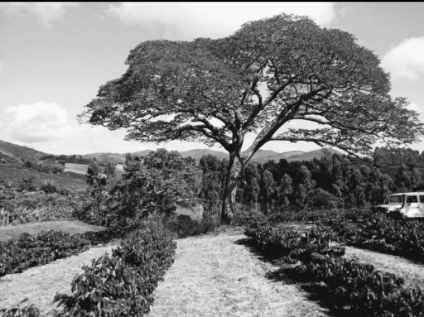 Vou Pra Roca . com . br