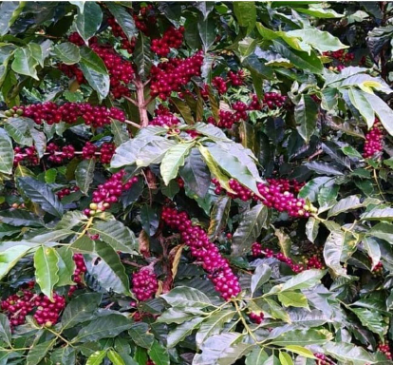 Detrás de cada grano hay una tradición, detrás de cada Sorbo hay un sentimiento y detrás de cada emprendimiento hay una familia....ACTITUD POSITIVA!