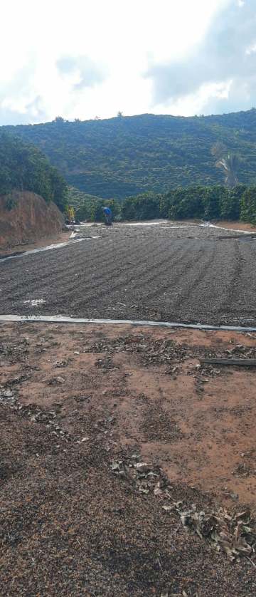 Café secando naturalmente. 