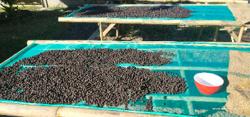 Been trying to do by my self, my district coffee investment. Its typica based known as sidikalang variety. Well its dry process but there is some trick in there and here to prevent some nasty molding.