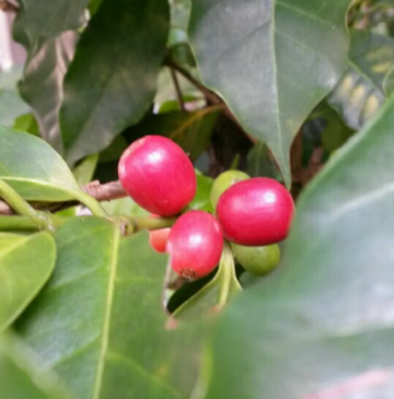 Coffee photo review barista cafe specialty coffee