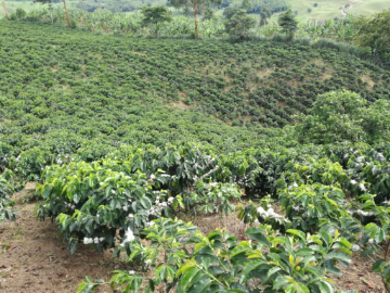 Nuestros cafetales café gloria gourmet. BUGA COLOMBIA