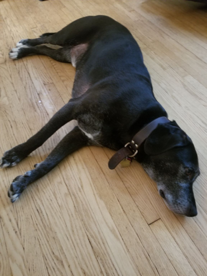 My dude is too sleepy after our morning rollerblading .. I could use some coffee as well! 