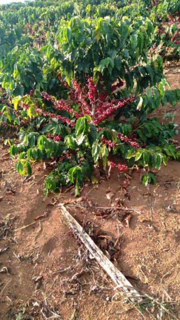 Coffee photo review barista cafe specialty coffee