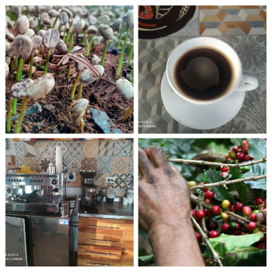 Armonia desde su germinación hasta su consumo final.