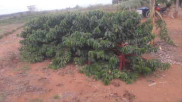 Coffee photo review barista cafe specialty coffee