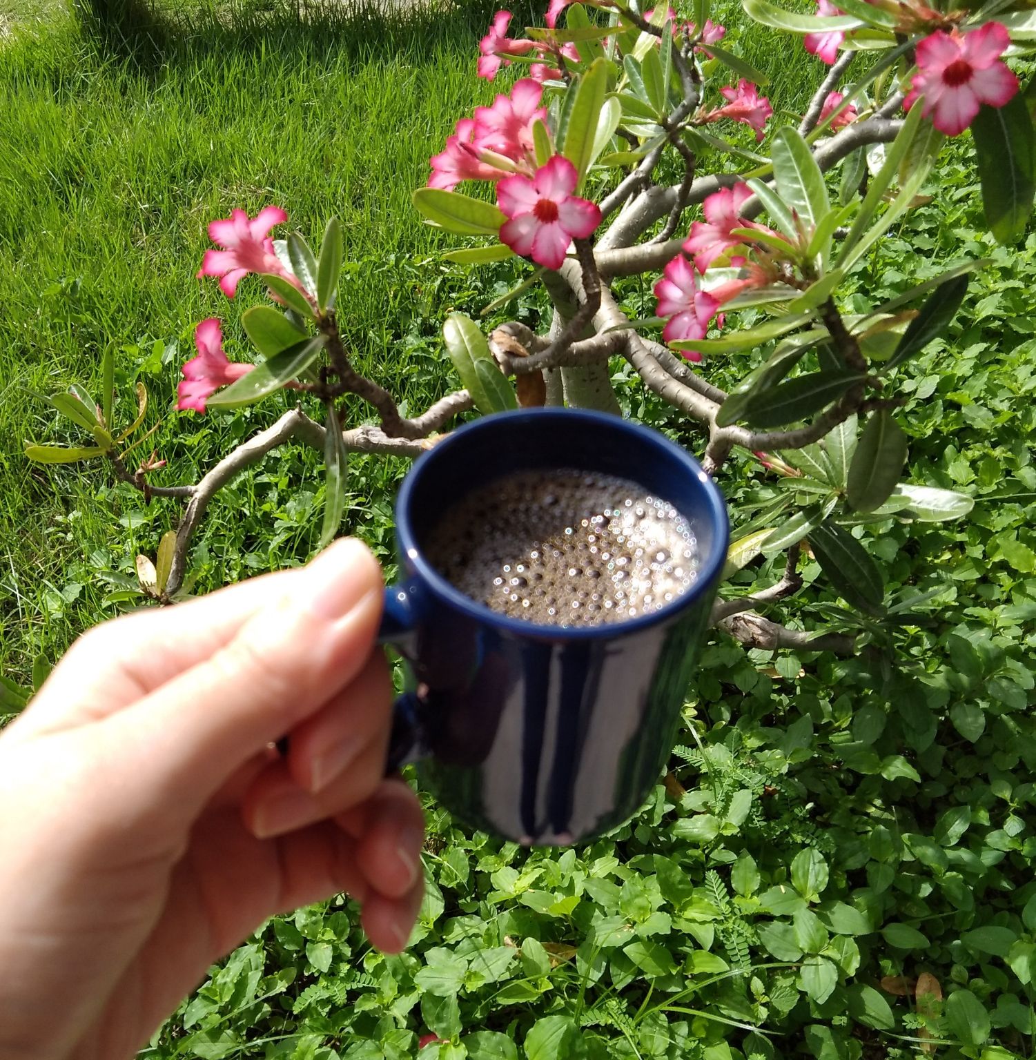 ☕🌱☀️