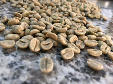 Catando e selecionando o Bourbon Amarelo para Torra !☕🏞 Colhido a +de 1.200 metros !