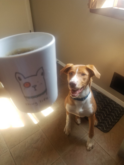 Having some coffee with our first foster (Shark). He is a big fan of water but no coffee for this little guy.