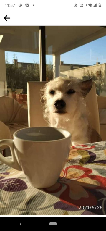 Um bom café praqueles dias do cão:)

Pankeka minha companhia do café de todas as manhãs 