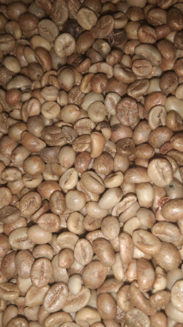Robusta gayo