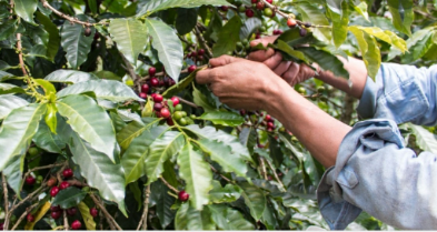 Un sentido homenaje a todos aquellos trabajadores que con sus manos hacen la recolección del café