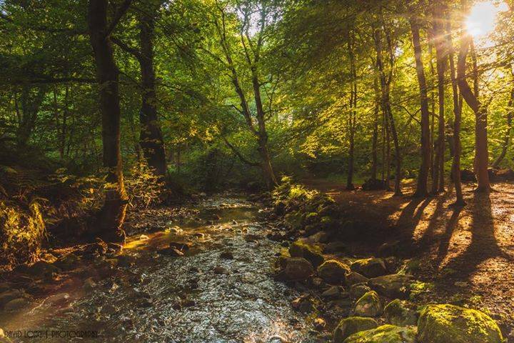 Kirktonhall Glen, David Long Photography