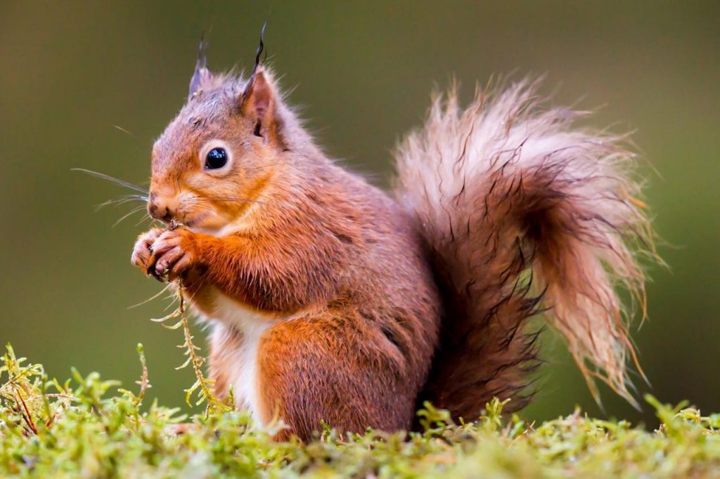 Red Squirrel