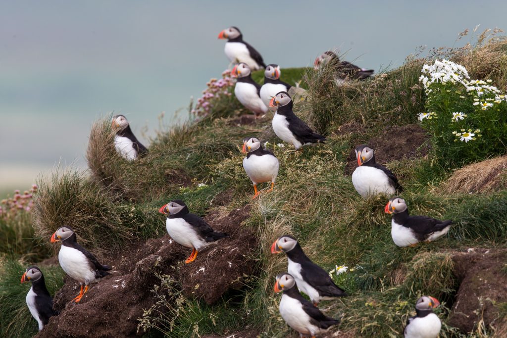 Puffins