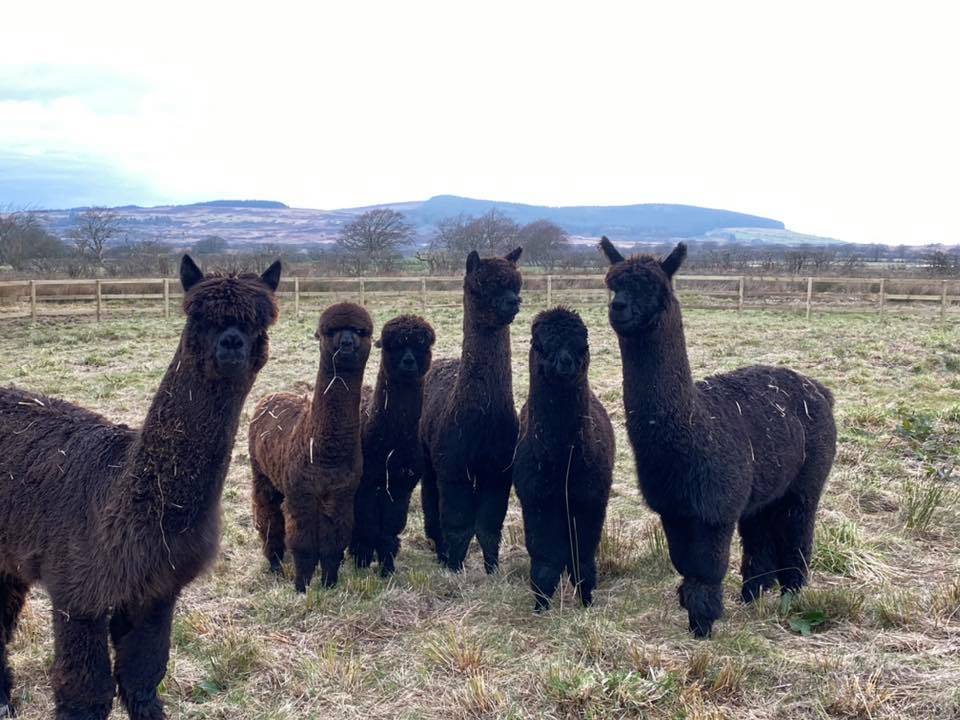 Arran Alpaca Herd